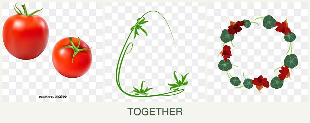 Can you plant tomatoes, tarragon and nasturtiums together?