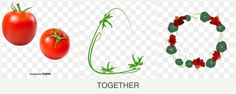 Can you plant tomatoes, tarragon and nasturtiums together?