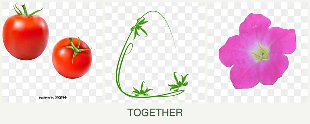 Can you plant tomatoes, tarragon and petunias together?