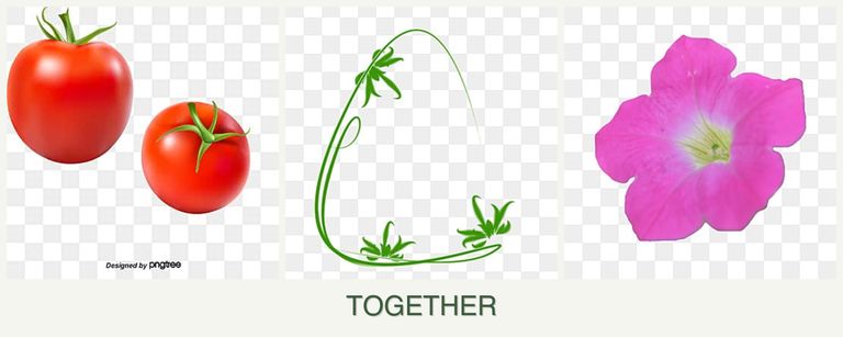 Can you plant tomatoes, tarragon and petunias together?
