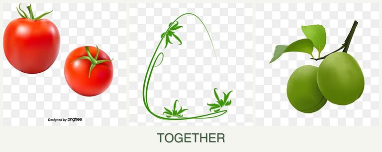 Can you plant tomatoes, tarragon and plums together?