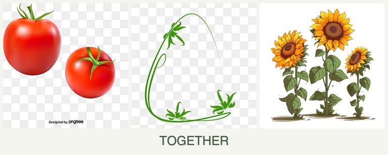 Can you plant tomatoes, tarragon and sunflowers together?