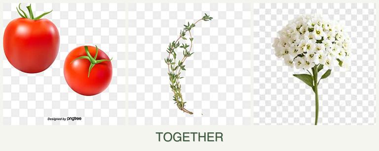 Can you plant tomatoes, thyme and alyssum together?