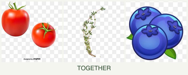 Can you plant tomatoes, thyme and blueberries together?
