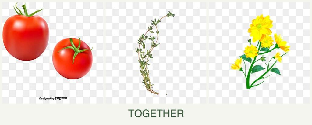 Can you plant tomatoes, thyme and calendula together?