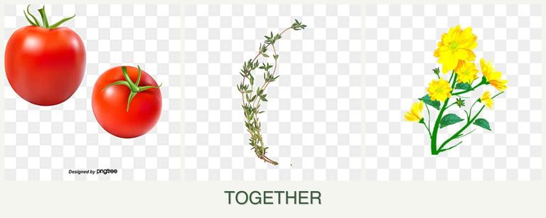 Can you plant tomatoes, thyme and calendula together?