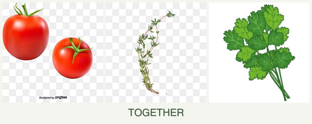 Can you plant tomatoes, thyme and cilantro together?
