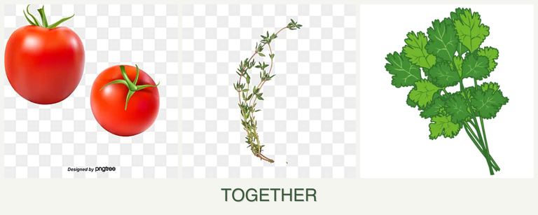 Can you plant tomatoes, thyme and cilantro together?
