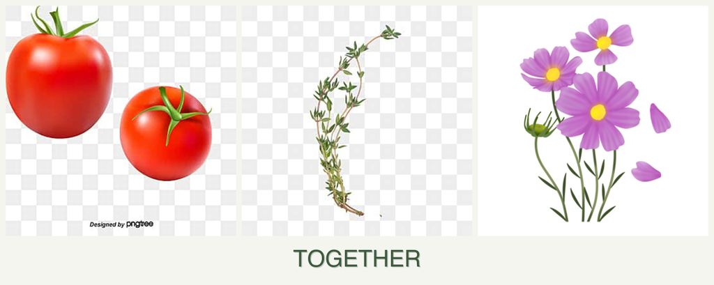 Can you plant tomatoes, thyme and cosmos together?