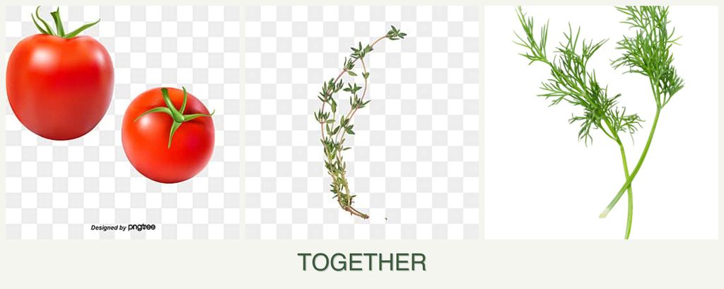 Can you plant tomatoes, thyme and dill together?