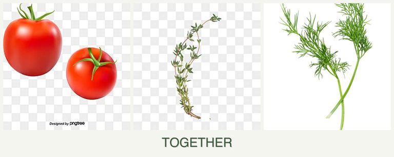 Can you plant tomatoes, thyme and dill together?