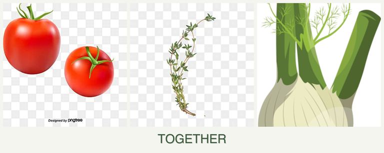 Can you plant tomatoes, thyme and fennel together?