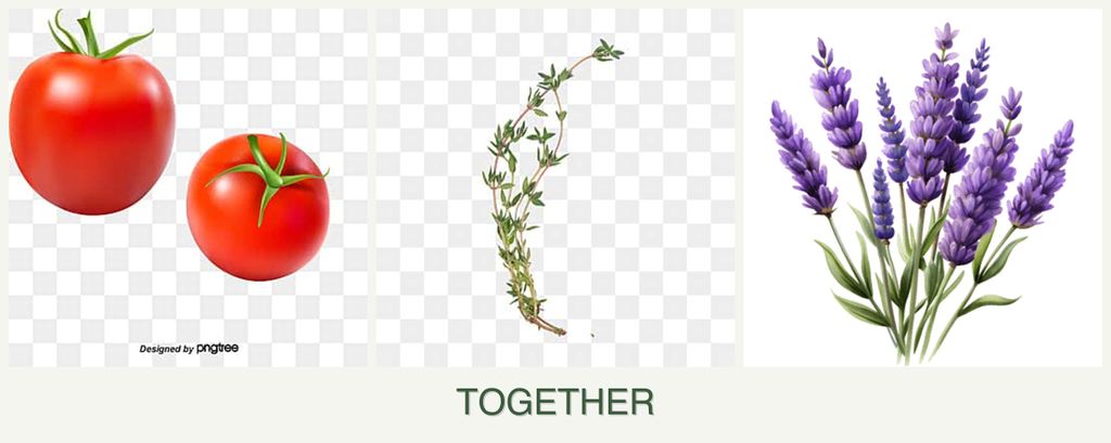 Can you plant tomatoes, thyme and lavender together?