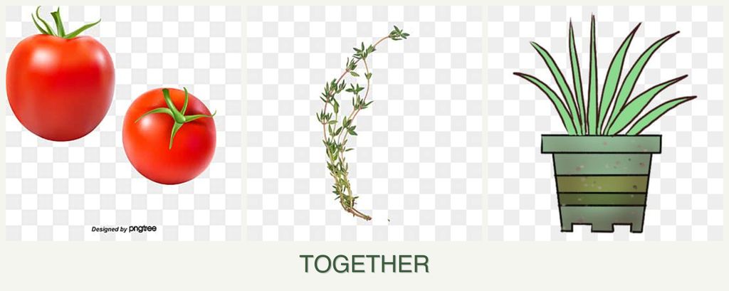 Can you plant tomatoes, thyme and lemongrass together?