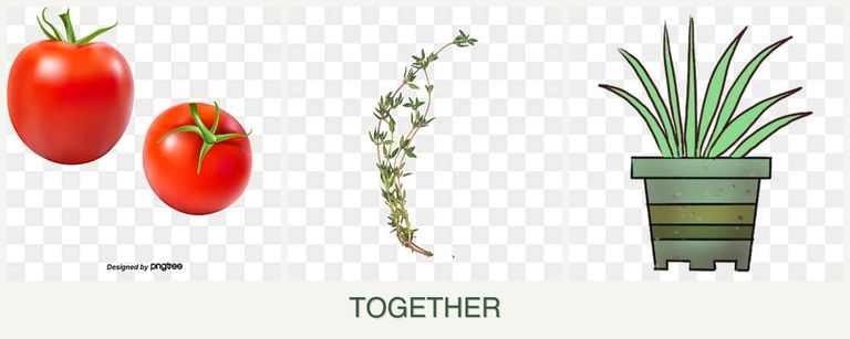Can you plant tomatoes, thyme and lemongrass together?