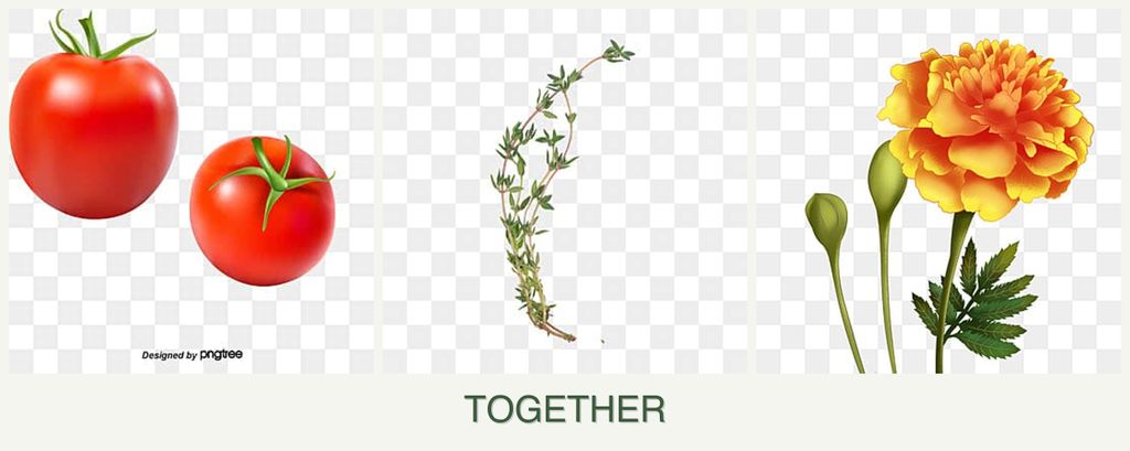Can you plant tomatoes, thyme and marigolds together?