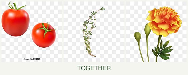 Can you plant tomatoes, thyme and marigolds together?