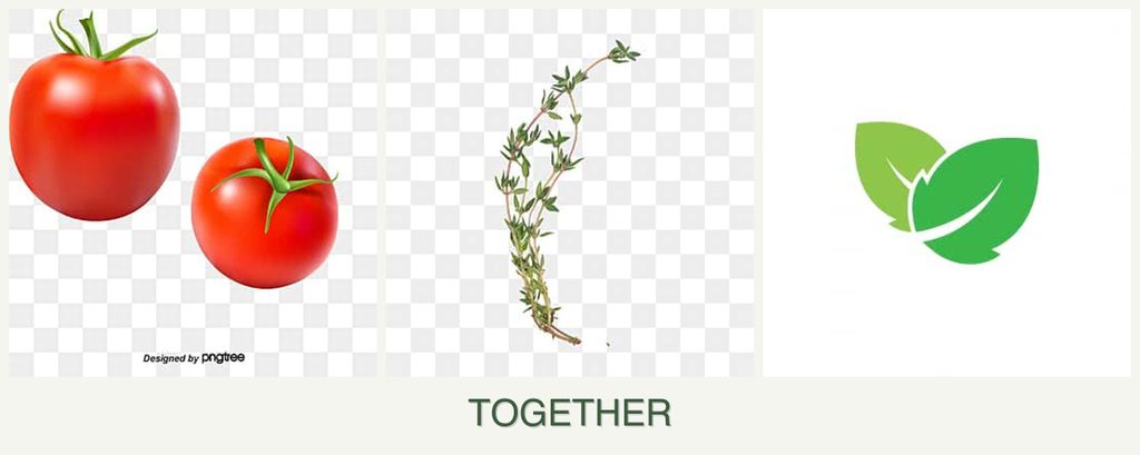 Can you plant tomatoes, thyme and mint together?