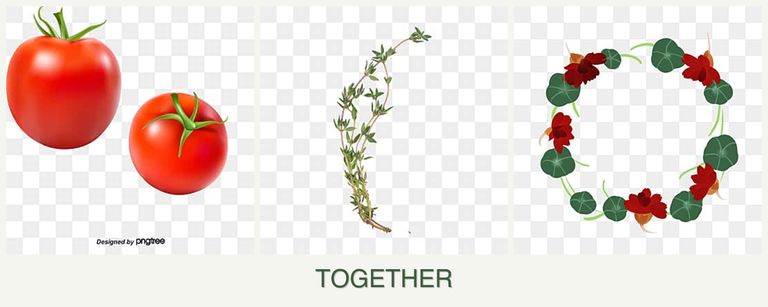 Can you plant tomatoes, thyme and nasturtiums together?