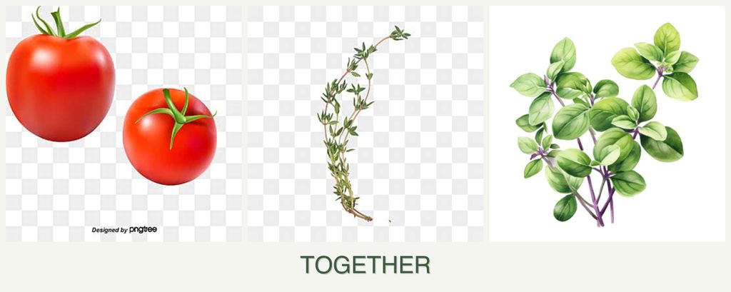 Can you plant tomatoes, thyme and oregano together?