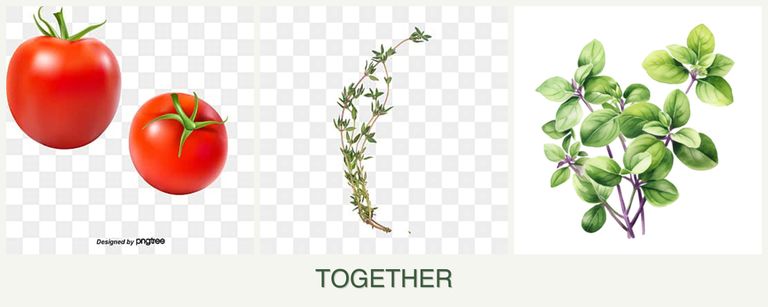 Can you plant tomatoes, thyme and oregano together?