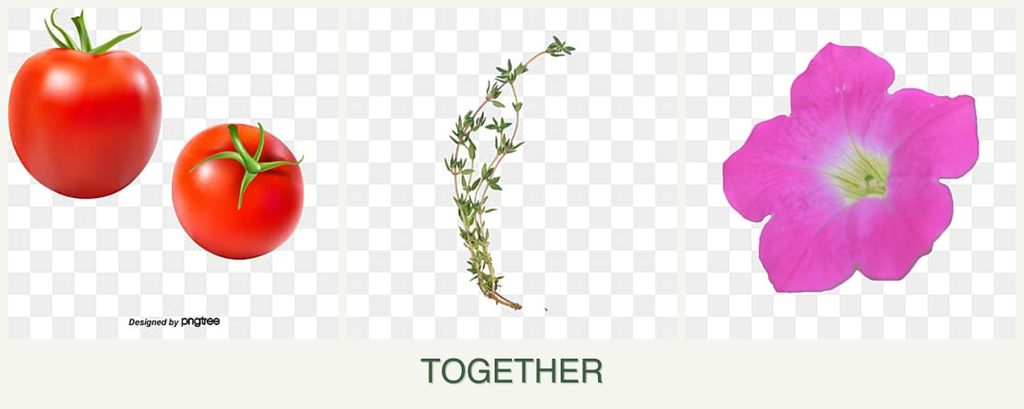 Can you plant tomatoes, thyme and petunias together?