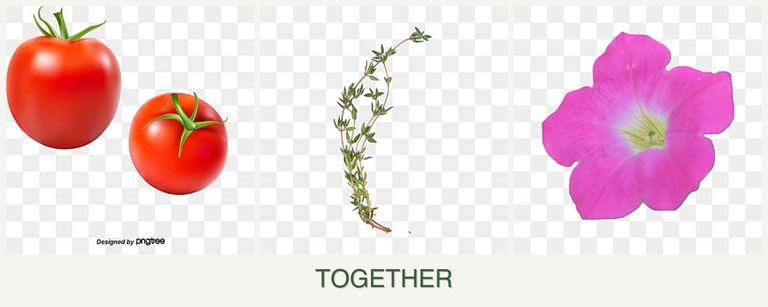 Can you plant tomatoes, thyme and petunias together?