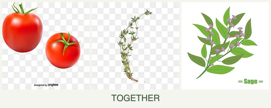 Can you plant tomatoes, thyme and sage together?