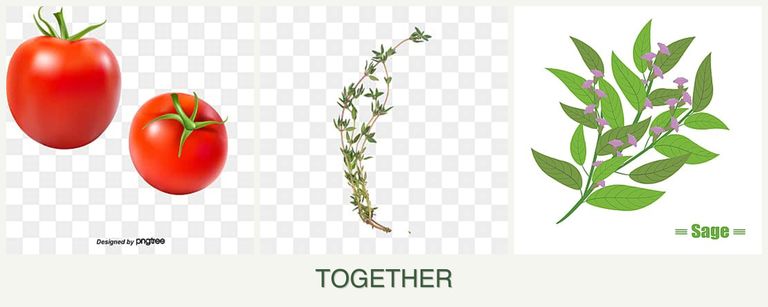 Can you plant tomatoes, thyme and sage together?