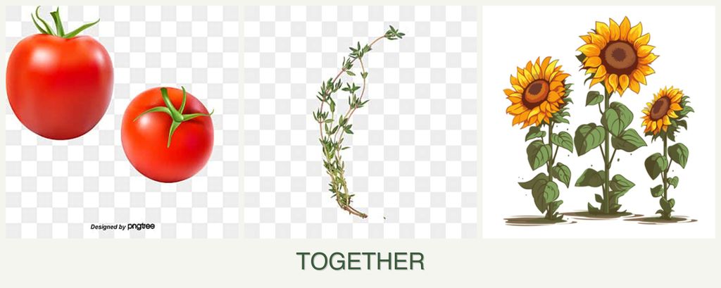 Can you plant tomatoes, thyme and sunflowers together?