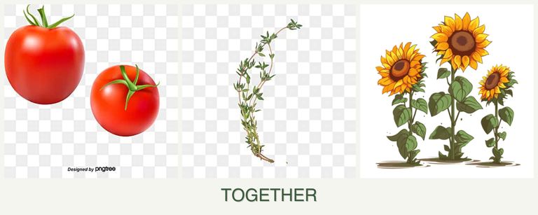 Can you plant tomatoes, thyme and sunflowers together?