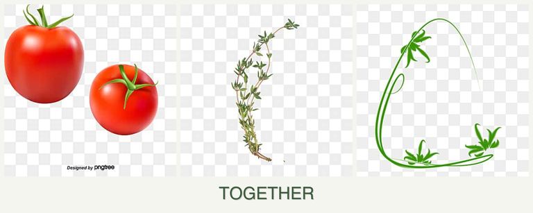 Can you plant tomatoes, thyme and tarragon together?