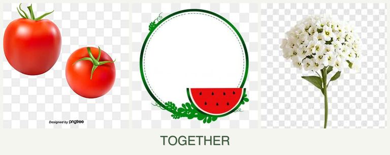 Can you plant tomatoes, watermelons and alyssum together?