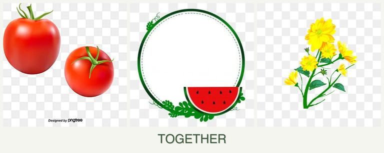 Can you plant tomatoes, watermelons and calendula together?