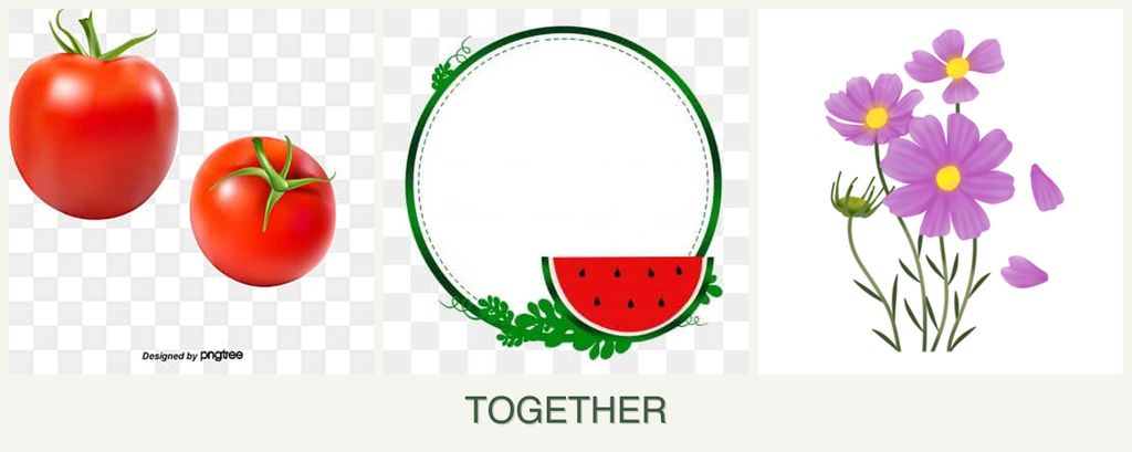 Can you plant tomatoes, watermelons and cosmos together?