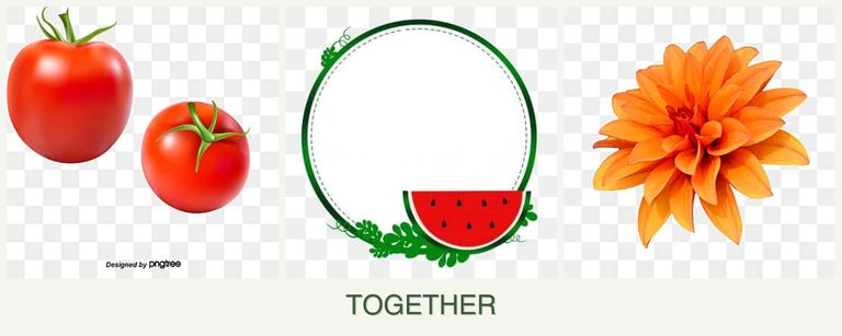 Can you plant tomatoes, watermelons and dahlias together?