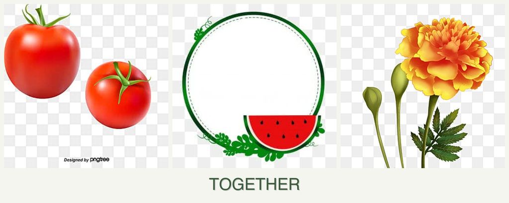 Can you plant tomatoes, watermelons and marigolds together?