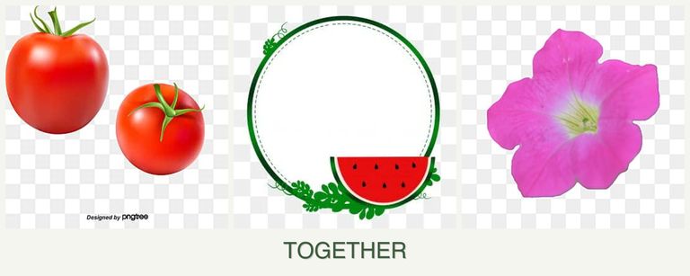 Can you plant tomatoes, watermelons and petunias together?