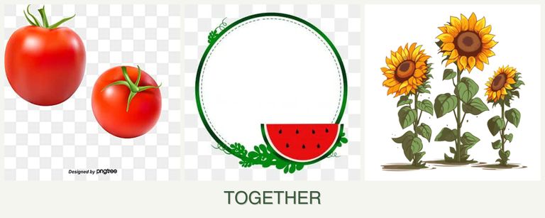 Can you plant tomatoes, watermelons and sunflowers together?