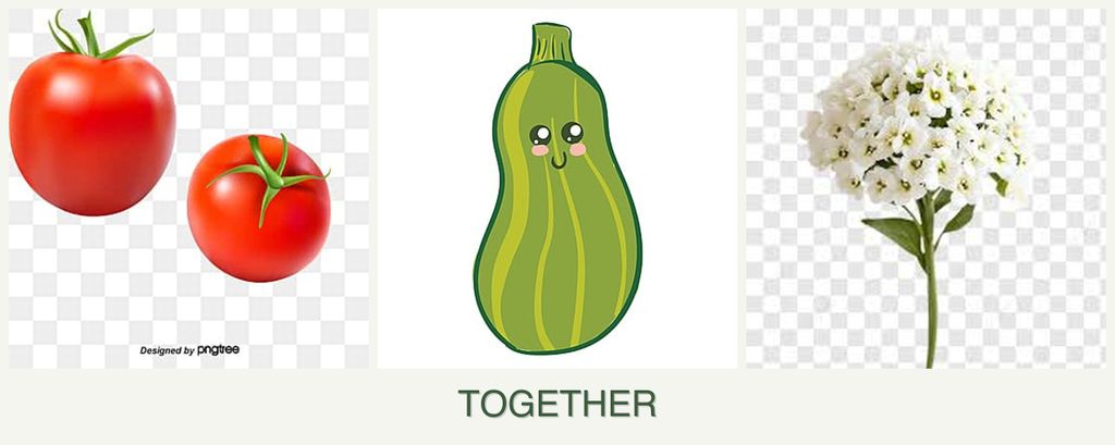 Can you plant tomatoes, zucchini and alyssum together?