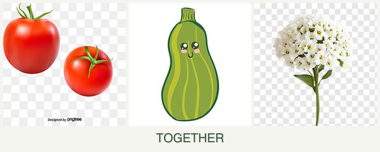 Can you plant tomatoes, zucchini and alyssum together?
