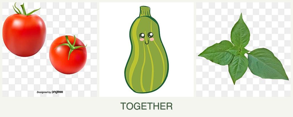 Can you plant tomatoes, zucchini and basil together?