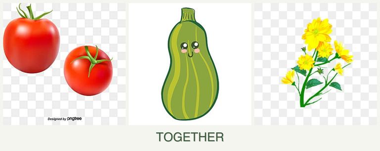 Can you plant tomatoes, zucchini and calendula together?