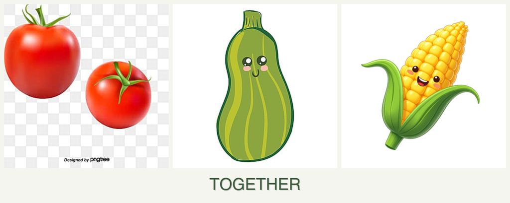 Can you plant tomatoes, zucchini and corn together?