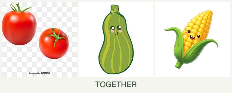 Can you plant tomatoes, zucchini and corn together?