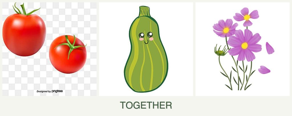 Can you plant tomatoes, zucchini and cosmos together?