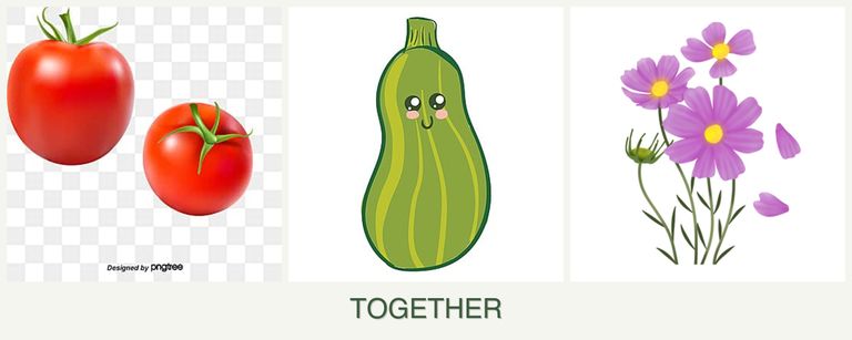 Can you plant tomatoes, zucchini and cosmos together?
