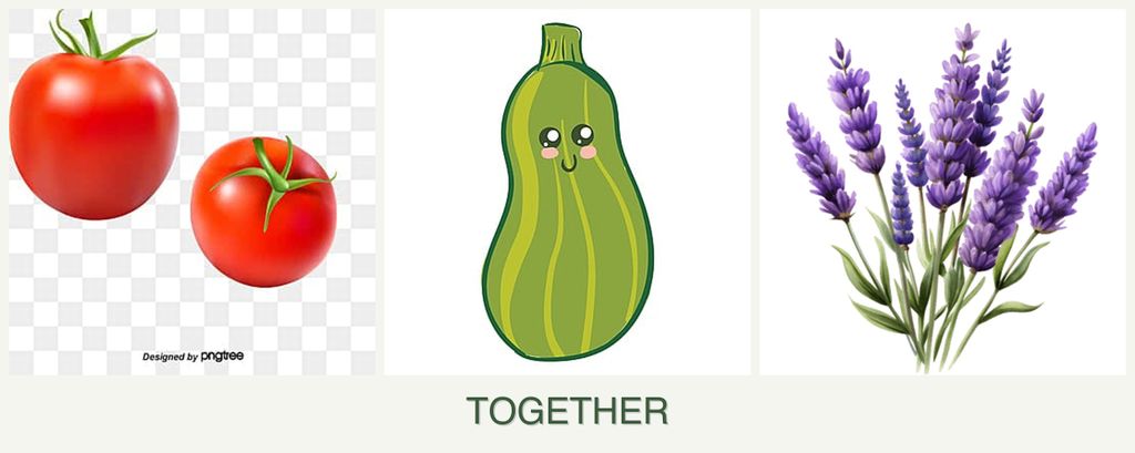Can you plant tomatoes, zucchini and lavender together?