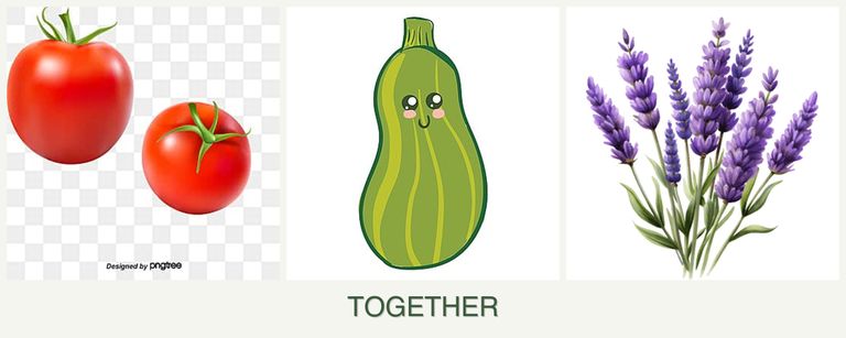 Can you plant tomatoes, zucchini and lavender together?