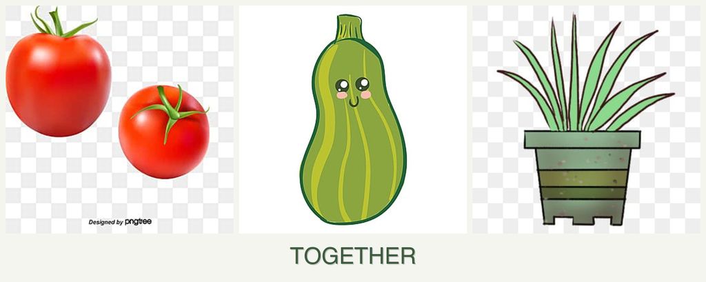 Can you plant tomatoes, zucchini and lemongrass together?